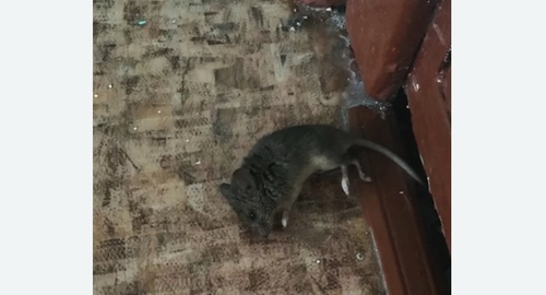 Дезинфекция от мышей в Козьмодемьянске