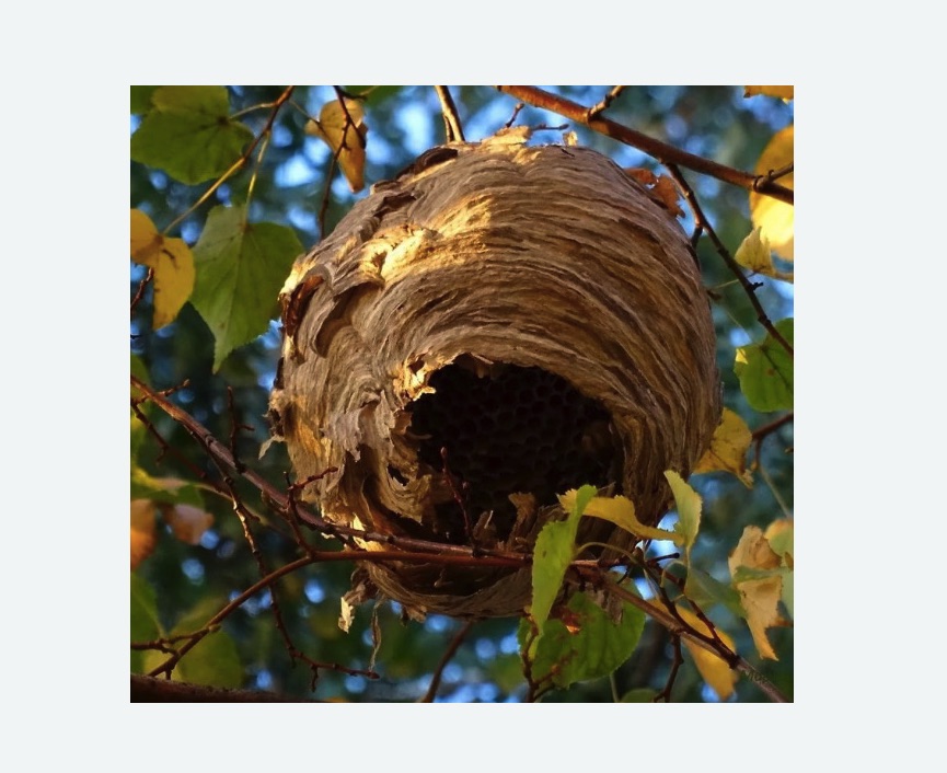 Обработка от шершней в Козьмодемьянске