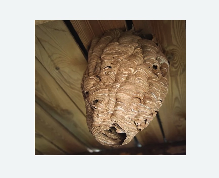 обработка от шершней в Козьмодемьянске