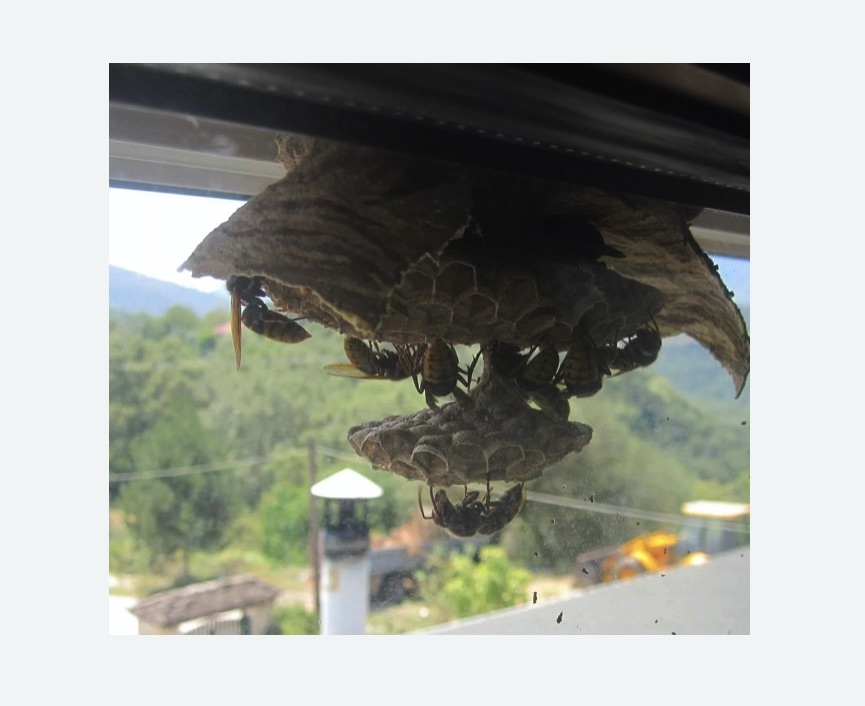 Уничтожение гнёзд шершней в Козьмодемьянске