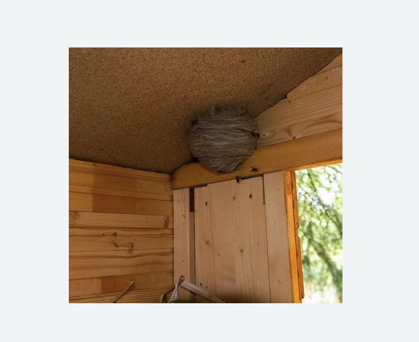 Обработка от ос в Козьмодемьянске Обработка от ос