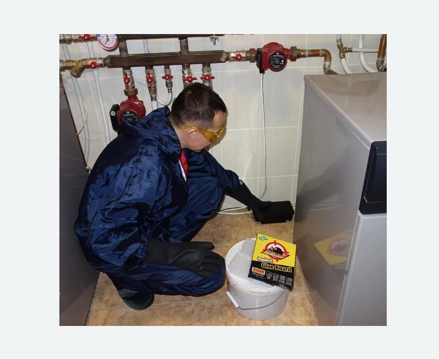 Уничтожение крыс Уничтожение крыс в Козьмодемьянске