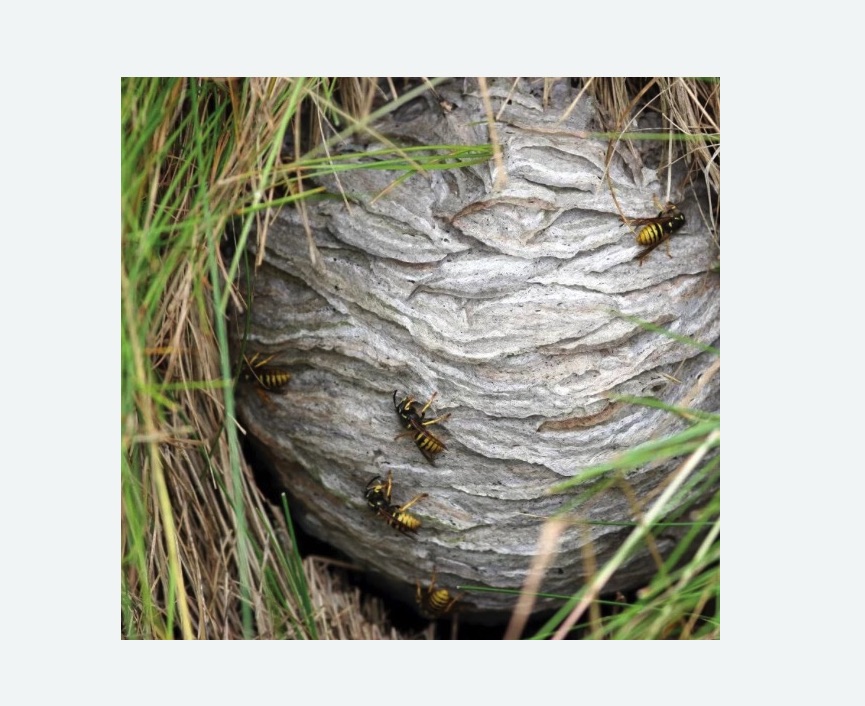 Уничтожение ос и ульев Уничтожение ос и ульев в Козьмодемьянске